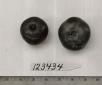 Click for 1 image(s) for this accession. FRUIT